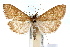  ( - IAWAZ-0532)  @14 [ ] CreativeCommons - Attribution (2009) Unspecified Centre for Biodiversity Genomics