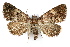  (Metalectra miserulata - IAWAZ-0533.3)  @14 [ ] CreativeCommons - Attribution (2009) Unspecified Centre for Biodiversity Genomics