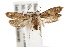  ( - IAWAZ-0541)  @15 [ ] CreativeCommons - Attribution (2009) Unspecified Centre for Biodiversity Genomics