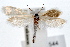  (Prodoxus decipiens - IAWAZ-0544)  @13 [ ] CreativeCommons - Attribution (2009) Unspecified Centre for Biodiversity Genomics