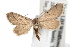 (Euacidalia sericearia - IAWAZ-0547)  @14 [ ] CreativeCommons - Attribution (2009) Unspecified Centre for Biodiversity Genomics