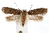  ( - IAWAZ-0549.2)  @14 [ ] CreativeCommons - Attribution (2009) Unspecified Centre for Biodiversity Genomics