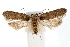  ( - IAWAZ-0549.3)  @11 [ ] CreativeCommons - Attribution (2009) Unspecified Centre for Biodiversity Genomics
