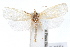  ( - IAWAZ-0551)  @14 [ ] CreativeCommons - Attribution (2009) Unspecified Centre for Biodiversity Genomics