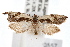  ( - IAWAZ-0557.1)  @14 [ ] CreativeCommons - Attribution (2009) Unspecified Centre for Biodiversity Genomics