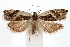  ( - IAWAZ-0557.2)  @14 [ ] CreativeCommons - Attribution (2009) Unspecified Centre for Biodiversity Genomics