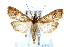  ( - IAWAZ-0571)  @14 [ ] CreativeCommons - Attribution (2009) Unspecified Centre for Biodiversity Genomics