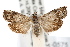  ( - IAWAZ-0575)  @14 [ ] CreativeCommons - Attribution (2009) Unspecified Centre for Biodiversity Genomics