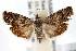  ( - IAWAZ-0581)  @13 [ ] CreativeCommons - Attribution (2009) Unspecified Centre for Biodiversity Genomics