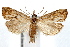  (Haimbachiini - IAWAZ-0646)  @15 [ ] CreativeCommons - Attribution (2009) Unspecified Centre for Biodiversity Genomics