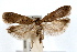  (Dichomeris ventrellus - IAWAZ-0648)  @14 [ ] CreativeCommons - Attribution (2009) Unspecified Centre for Biodiversity Genomics