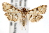  ( - IAWAZ-0657)  @14 [ ] CreativeCommons - Attribution (2009) Unspecified Centre for Biodiversity Genomics