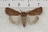  (Tesagrotis atrifrons - IAWAZ-0838)  @14 [ ] Unspecified (default): All Rights Reserved  Unspecified Unspecified