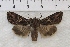  (Anarta farnhami - IAWAZ-0855)  @14 [ ] Unspecified (default): All Rights Reserved  Unspecified Unspecified
