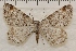 (Macaria signaria complex - IAWAZ-0960)  @14 [ ] Unspecified (default): All Rights Reserved  Unspecified Unspecified
