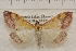 (Pyrausta perrubralis - IAWAZ-0977)  @13 [ ] Unspecified (default): All Rights Reserved  Unspecified Unspecified