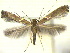  ( - CLV0109)  @12 [ ] Copyright (2010) Unspecified  Institut National de la Recherche Agronomique, Forestry Zoology