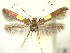  ( - CLV0309)  @12 [ ] Copyright (2010) Unspecified  Institut National de la Recherche Agronomique, Forestry Zoology
