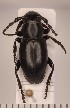  (Iberodorcadion isernii - CLV2095)  @14 [ ] Copyright (2011) David C. Lees Unspecified