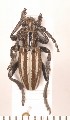  (Iberodorcadion segovianum - CLV2104)  @13 [ ] Copyright (2011) David C. Lees Unspecified