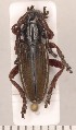  (Iberodorcadion graellsii - CLV2134)  @14 [ ] Copyright (2011) David C. Lees Unspecified