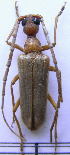  (Vesperus brevicollis - CLV4009)  @11 [ ] Unspecified (default): All Rights Reserved  Unspecified Unspecified