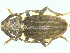  (Iberodorcadion mucidum - CLV7309)  @13 [ ] Unspecified (default): All Rights Reserved  Unspecified Unspecified