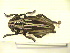  (Iberodorcadion perezi - CLV7509)  @13 [ ] Unspecified (default): All Rights Reserved  Unspecified Unspecified