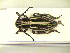  (Iberodorcadion fuliginator - CLV9409)  @14 [ ] Unspecified (default): All Rights Reserved  Unspecified Unspecified