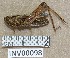  (Omocestus panteli - INV00098)  @11 [ ] CreativeCommons - Attribution (2016) EnvMetaGen Research Center in Biodiversity and Genetic Resources