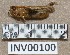  ( - INV00100)  @11 [ ] CreativeCommons - Attribution (2016) EnvMetaGen Research Center in Biodiversity and Genetic Resources