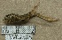  (Gryllomorpha longicauda - INV02585)  @11 [ ] CreativeCommons - Attribution (2016) EnvMetaGen Research Center in Biodiversity and Genetic Resources
