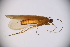  (Allogamus laureatus - INV02246)  @11 [ ] CreativeCommons - Attribution (2017) Luis Martin Universidad de Santiago de Compostela
