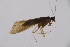  (Hydropsyche ambigua - INV05960)  @11 [ ] CreativeCommons - Attribution (2017) Luís Martín Universidad de Santiago de Compostela