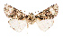  (Harmandicrania cf harmandi - AOCLep02600)  @11 [ ] Copyright (2022) A. Kiss Unspecified