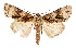  ( - AOCLep02601)  @11 [ ] Copyright (2022) A. Kiss Unspecified