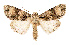  ( - AOCLep02602)  @11 [ ] Copyright (2022) A. Kiss Unspecified