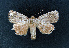  ( - AOCLep02605)  @11 [ ] Copyright (2022) A.S. Ortiz Unspecified