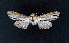  ( - AOCLep02653)  @11 [ ] Copyright (2022) A.S. Ortiz Unspecified