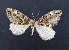  (Thera sp. AOC01 - AOCLep02698)  @11 [ ] Copyright (2022) A.S. Ortiz Unspecified