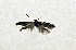 (Scythris quinquepraedia - AOCLep02710)  @11 [ ] Copyright (2022) A.S. Ortiz Unspecified