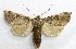  ( - AOCLep02741)  @11 [ ] Copyright (2022) A.S. Ortiz Unspecified