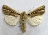  ( - AOCLep02742)  @11 [ ] Copyright (2022) A.S. Ortiz Unspecified