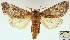  (Gortyna puengeleri - AOCLep03014)  @11 [ ] Copyright (2023) A.S. Ortiz Unspecified