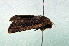  ( - AOCLep03096)  @11 [ ] Copyright (2024) A.S. Ortiz Unspecified