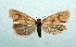  (Agapeta angelana - AOCLep03166)  @11 [ ] Copyright (2025) A.S. Ortiz Unspecified