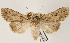  ( - AOCLep03243)  @11 [ ] Copyright (2025) A.S. Ortiz Unspecified