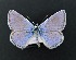  (Polyommatus abdon - AOCLep03269)  @11 [ ] Copyright (2025) A.S. Ortiz Unspecified
