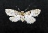  ( - AOCLep03321)  @11 [ ] Copyright (2025) A.S. Ortiz Unspecified