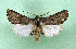  ( - AOCLep03354)  @11 [ ] Copyright (2025) A.S. Ortiz Unspecified